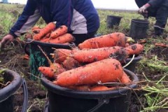 Conditions et règles pour la récolte des carottes pour le stockage pour l'hiver