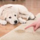 Sätt och metoder för att ta bort lukten av hundurin från mattan hemma