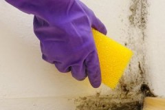 Effective ways and techniques to easily remove mold from the walls in your apartment