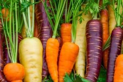List of varieties of carrots intended for long-term storage