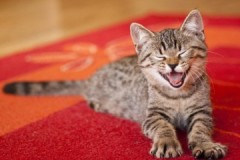 Hur och vad ska man ta bort den ihållande och envisa lukten av katturin från mattan?