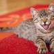 Hur och vad ska man ta bort den ihållande och envisa lukten av katturin från mattan?