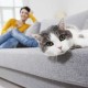 How and with what to quickly, simply and inexpensively remove the smell of cat urine from the sofa?