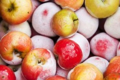Backfill question: at what temperature should apples be stored?