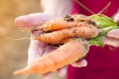 Popular ways to store carrots in the cellar