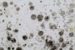 How to remove black mold from the walls yourself and with the help of professionals?