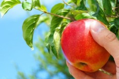 Experienced gardeners advice on when and how to store apples