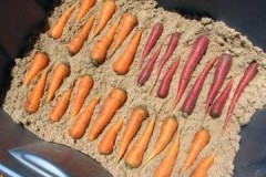 ข้อดีข้อเสียและเงื่อนไขสำหรับการเก็บแครอทในฤดูหนาวในทราย